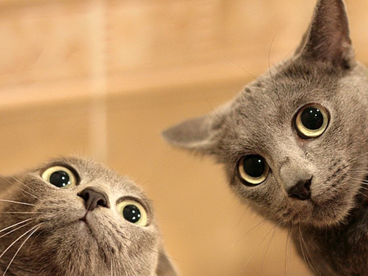 ФОТО: Смешные коты и кошки 4