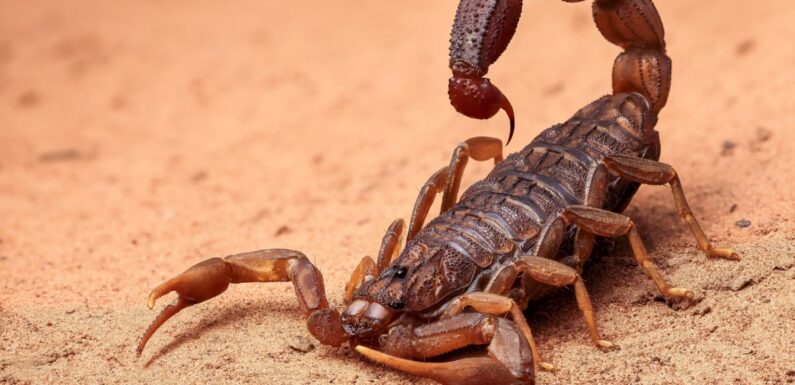 ФОТО: Самые опасные насекомые