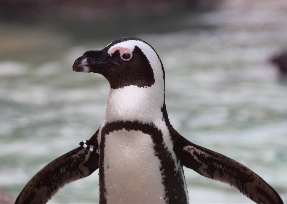 Очковый Пингвин - фотографии 7