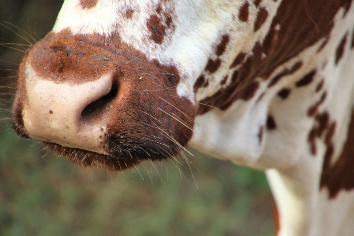 ФОТО: Клубничная корова 5
