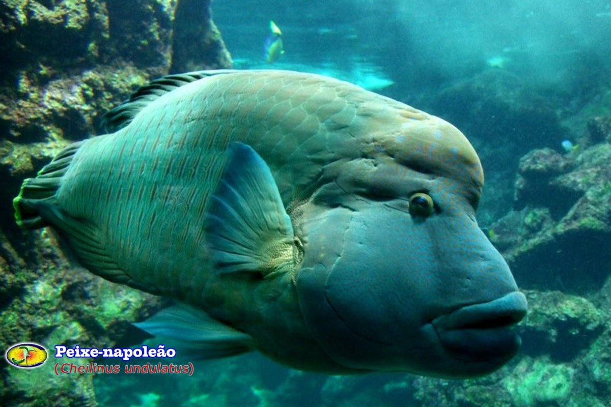 ФОТО: Рыба Наполеон в Египте 10