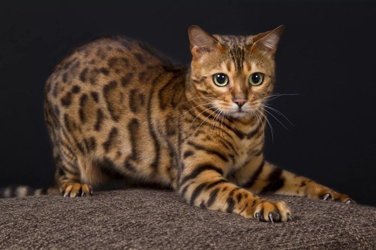 ФОТО: Кошка леопардового окраса 6