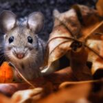 ФОТО: Мышь и крыса 19