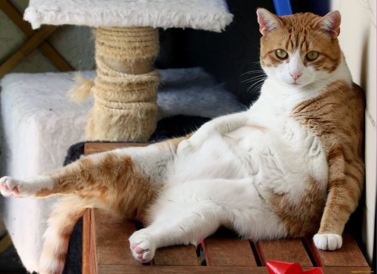 ФОТО: Толстые коты 5