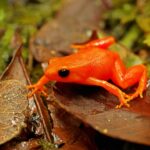 ФОТО: Оранжевая жаба 21