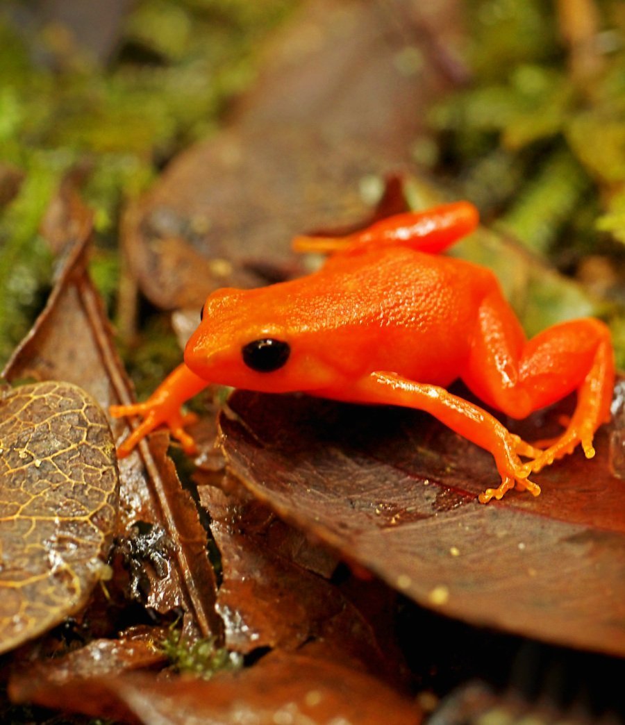 ФОТО: Оранжевая жаба 1