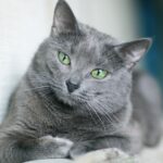 ФОТО: Сибирская голубая кошка 10 Эйфелева башня