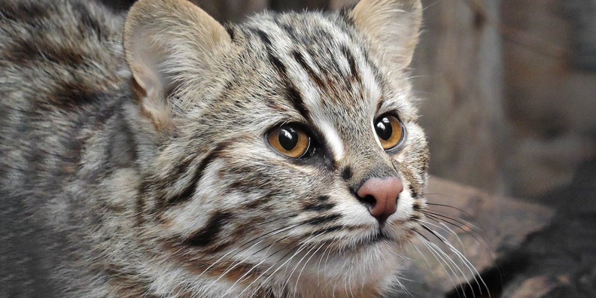 ФОТО: Амурский лесной кот 8