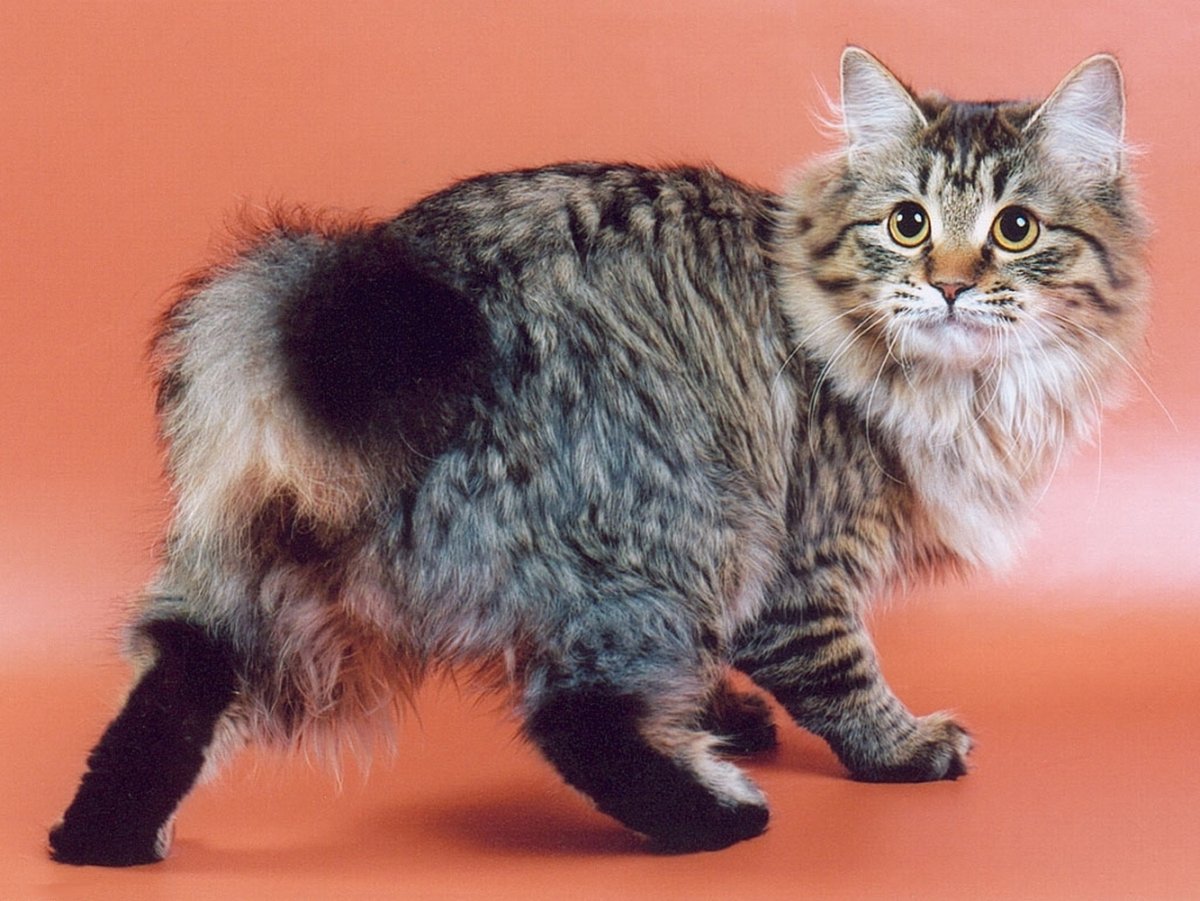 ФОТО: Порода кошек бобтейл 10