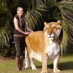 ФОТО: Самый большой кот 16
