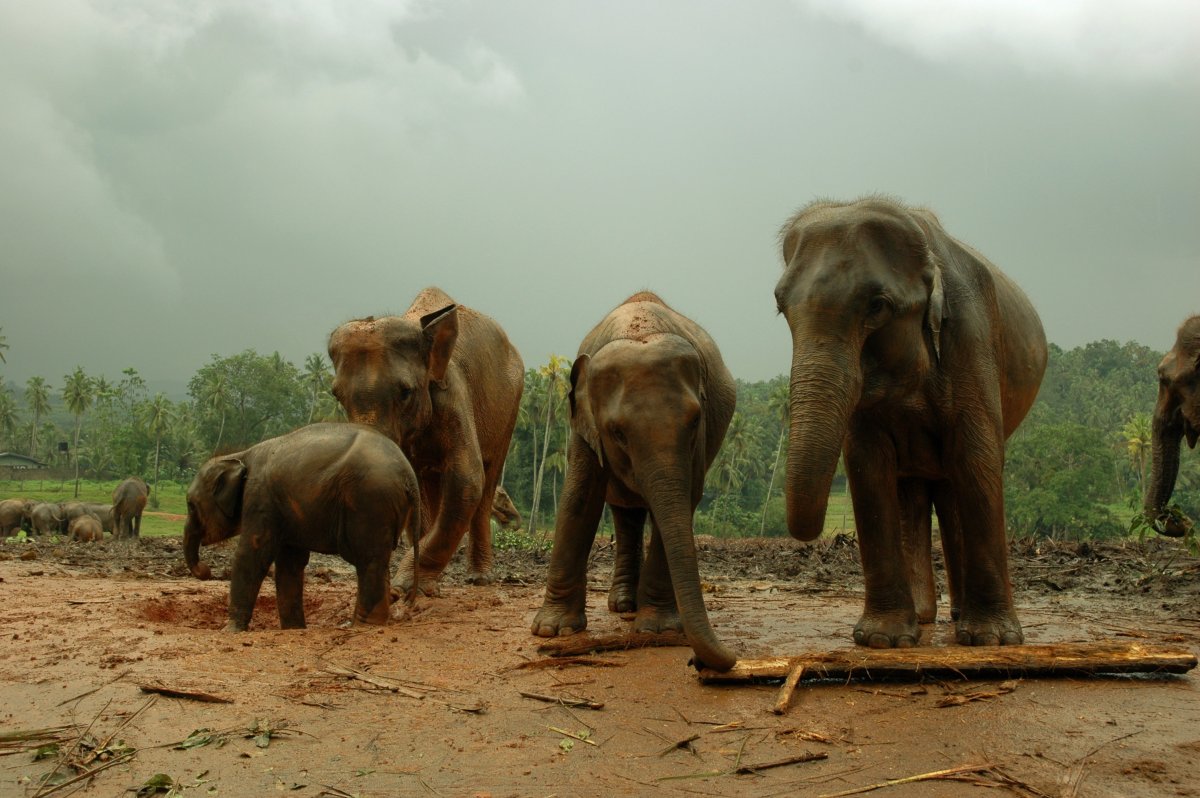 ФОТО: Слоны и мамонты 3