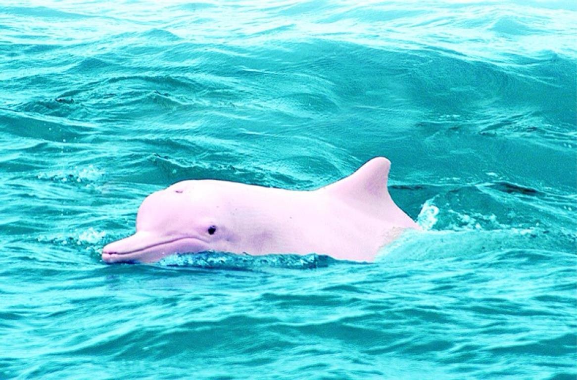 ФОТО: Розовые дельфины амазонки 8