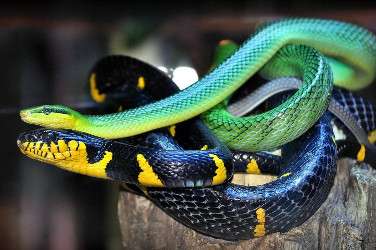 ФОТО: Самые ядовитые змеи в мире 4