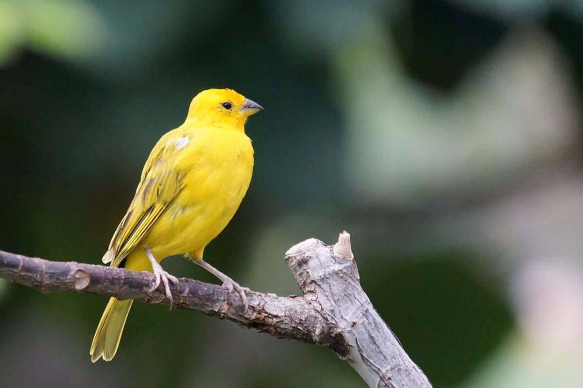 ФОТО: Желтая птичка 5