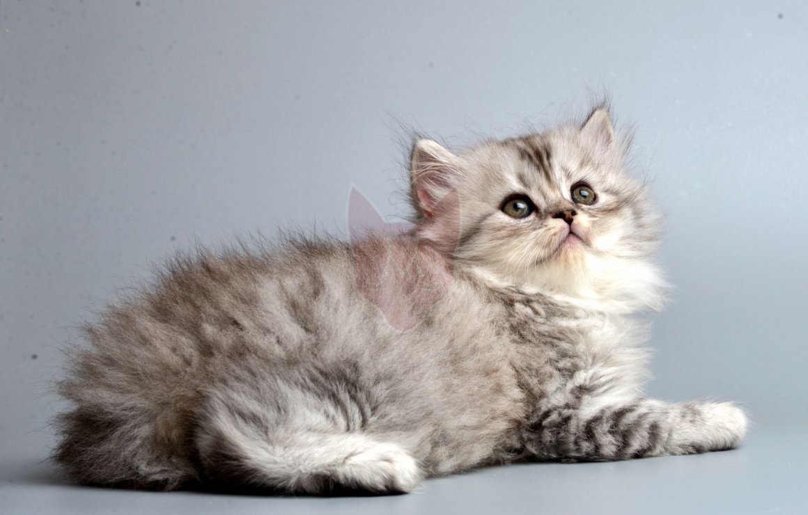 ФОТО: Порода кошек Наполеон 5