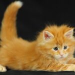 Рыжие котята - солнечная подборка 32 Красотки в джинсах