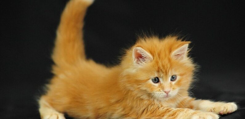 ФОТО: Рыжие котята