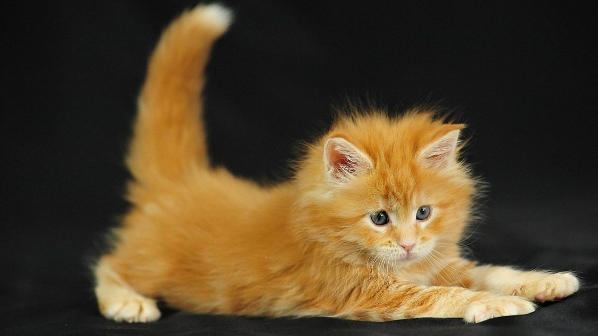 ФОТО: Рыжие котята 1