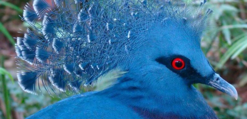 ФОТО: Венценосный голубь