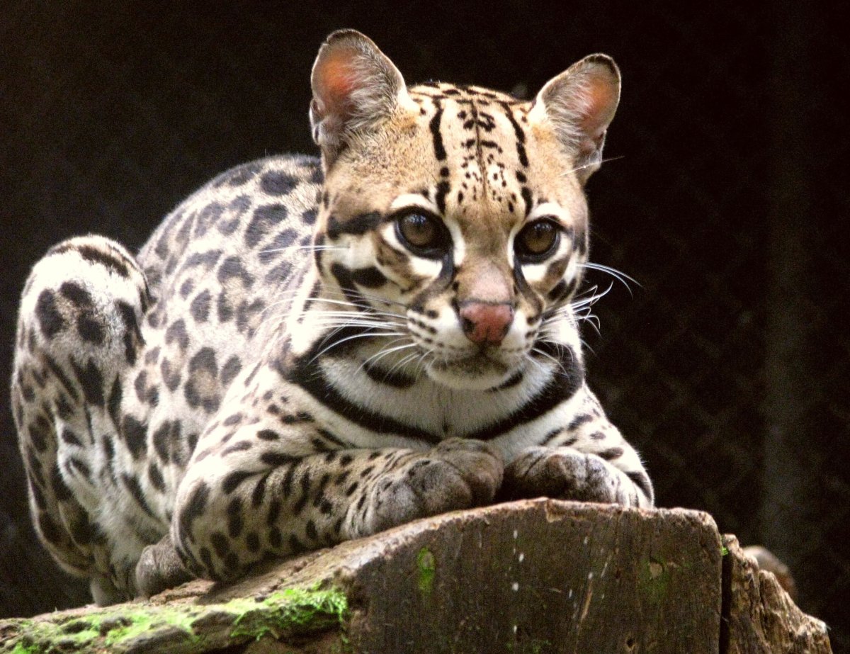 ФОТО: Азиатский леопардовый кот 7