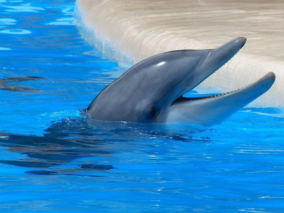 ФОТО: Бутылконосый Дельфин 4