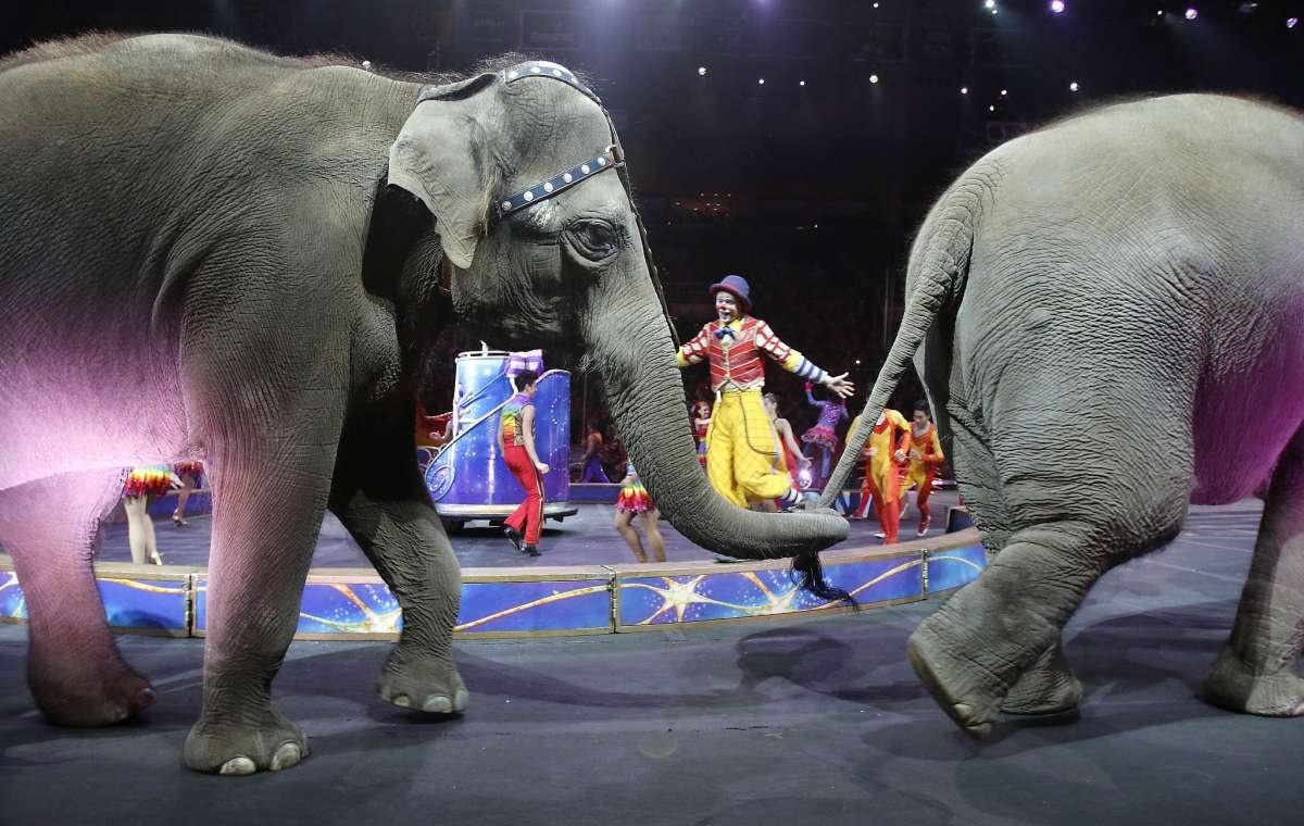 ФОТО: Слон в цирке 7