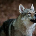Итальянская волчья собака (ФОТО) 16 тайны