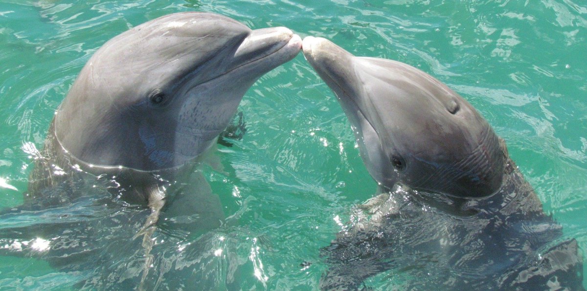 ФОТО: Дельфины черного моря 10