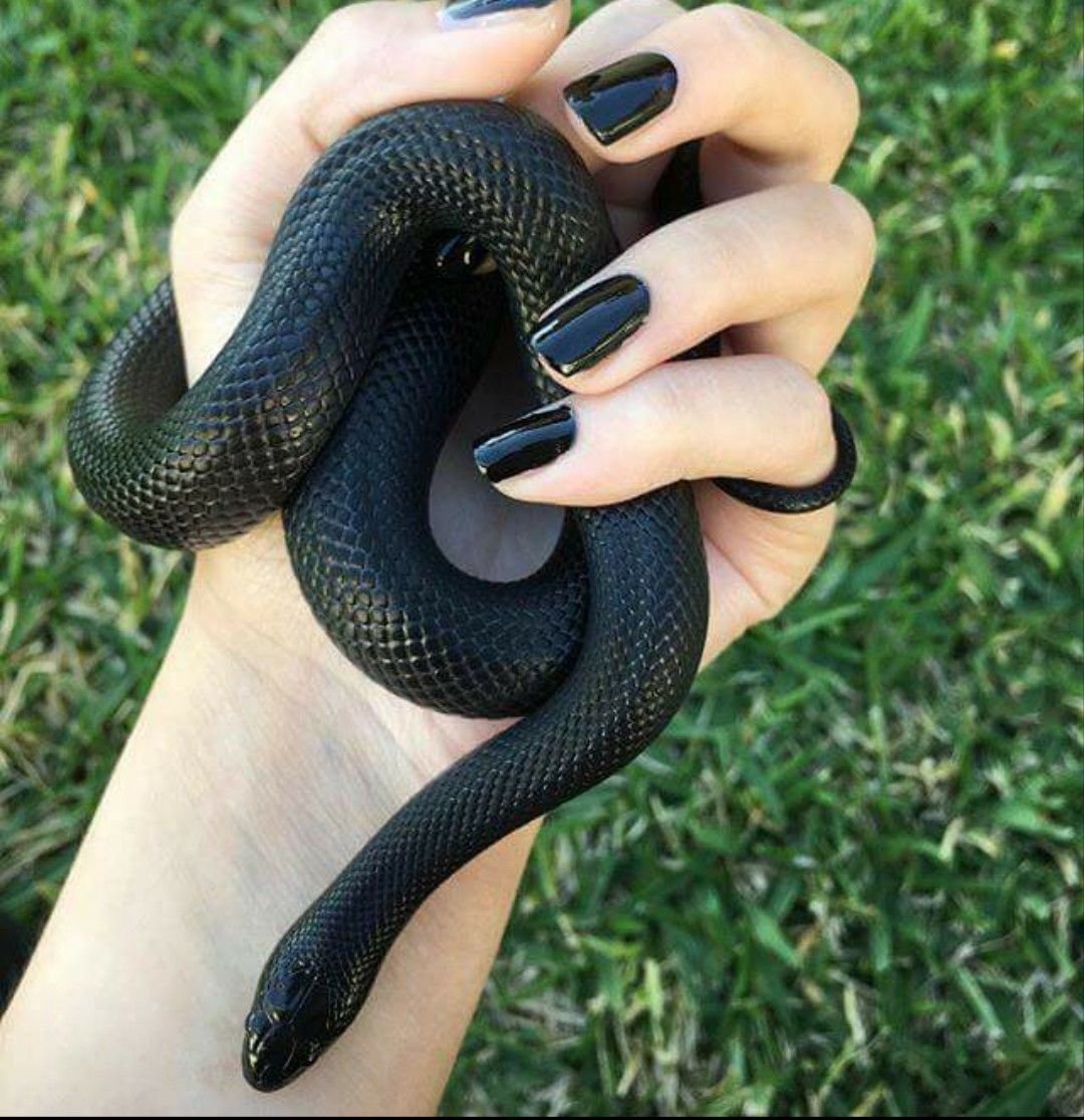 ФОТО: Змея на руке 8