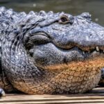 ФОТО: Самый большой крокодил 52 тату