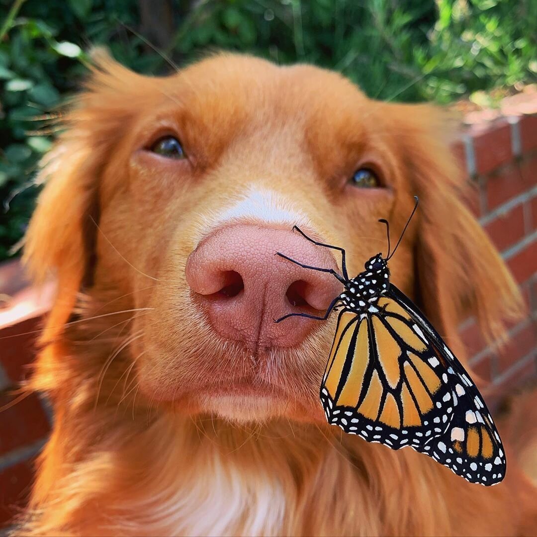 Собака с бабочкой на носу (ФОТО) 4