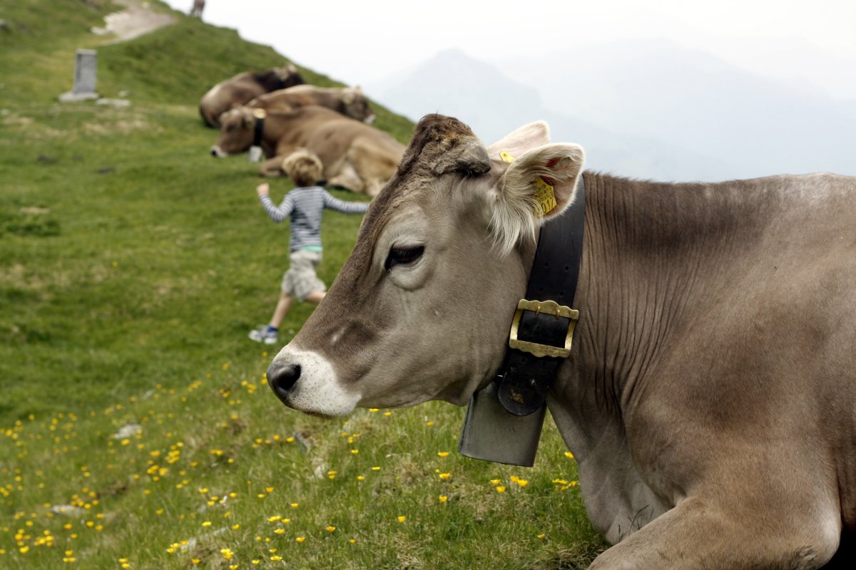 ФОТО: Костромская порода коров 5
