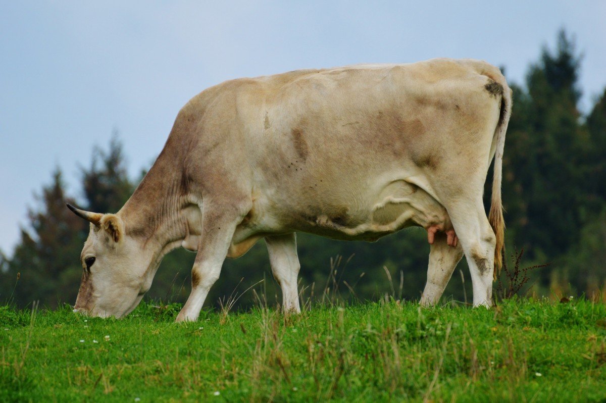 ФОТО: Костромская порода коров 10