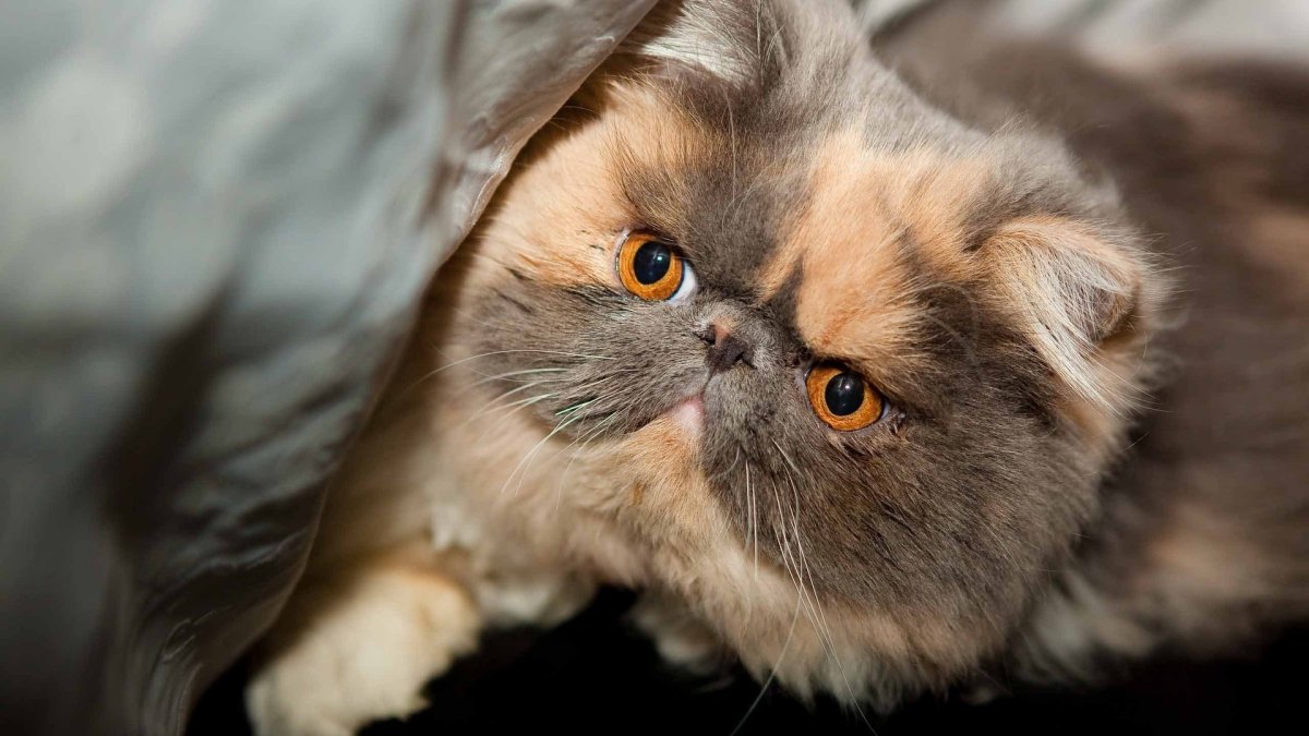 ФОТО: Персидский кот 4