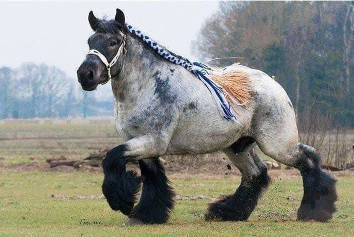 ФОТО: Голландская Ломовая лошадь 8