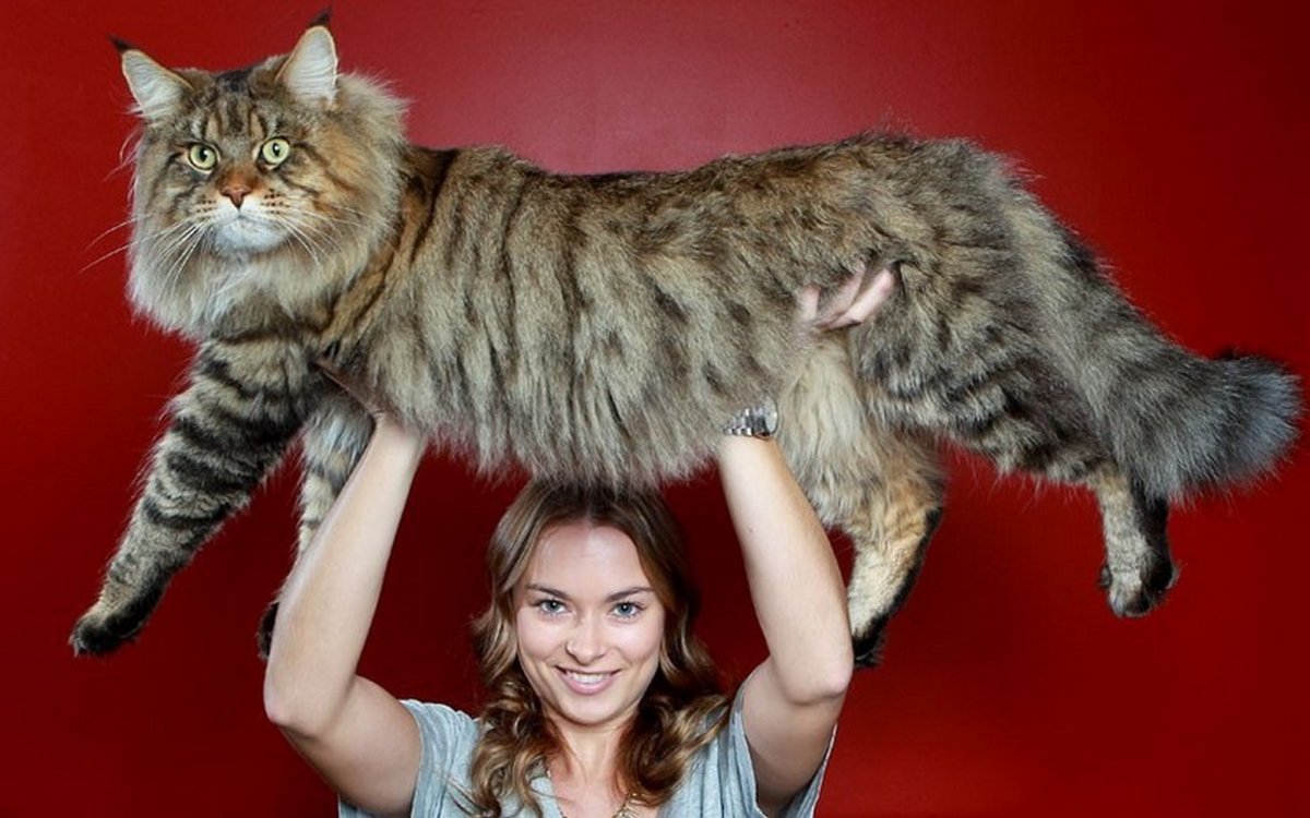 ФОТО: Самый большой кот в мире 3