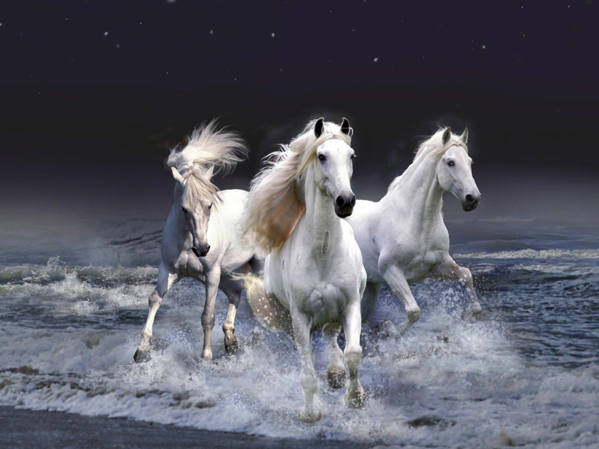 ФОТО: Три белых коня 2