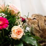 Букет квітів та котики (70 фото) 70