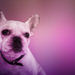 ФОТО: Розовая собака 26 фотографии