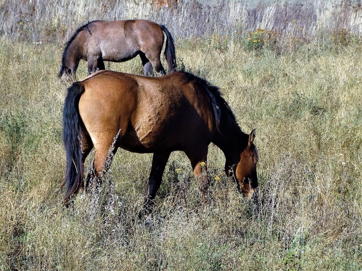 ФОТО: Башкирская порода лошадей 6
