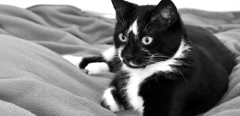 ФОТО: Черно белая кошка