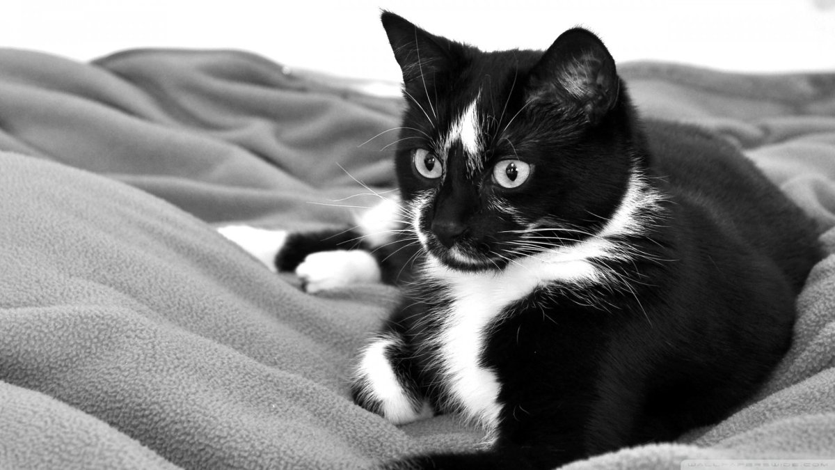 ФОТО: Черно белая кошка 1