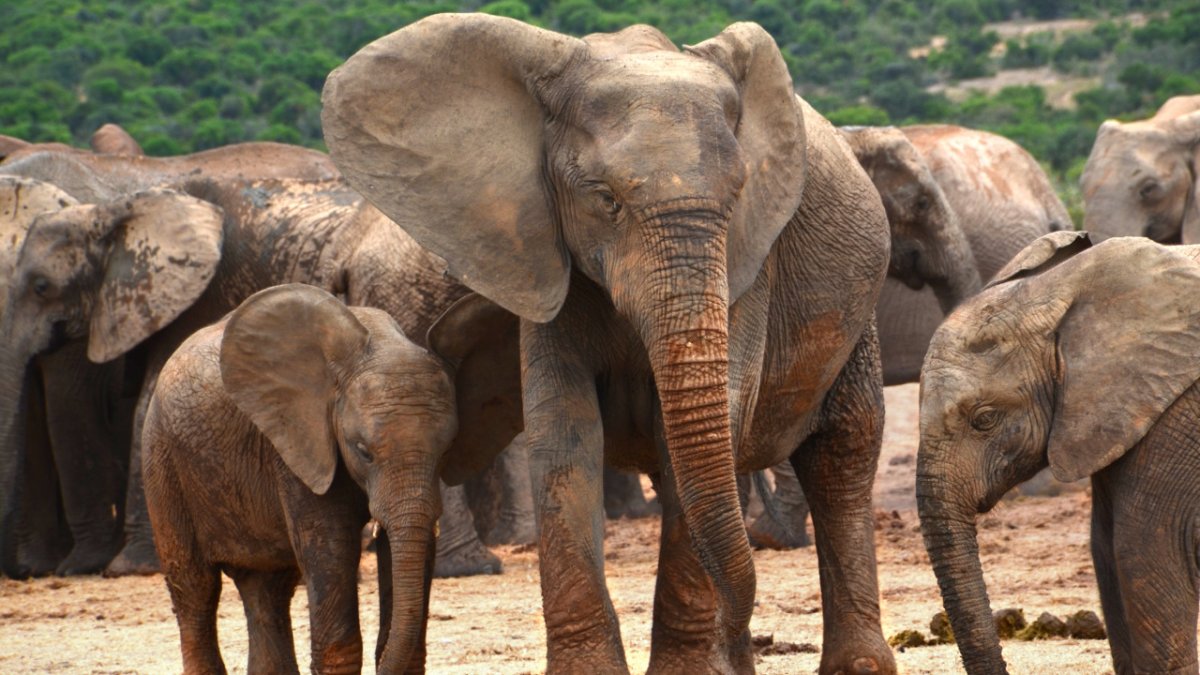 ФОТО: Слоны и мамонты 4