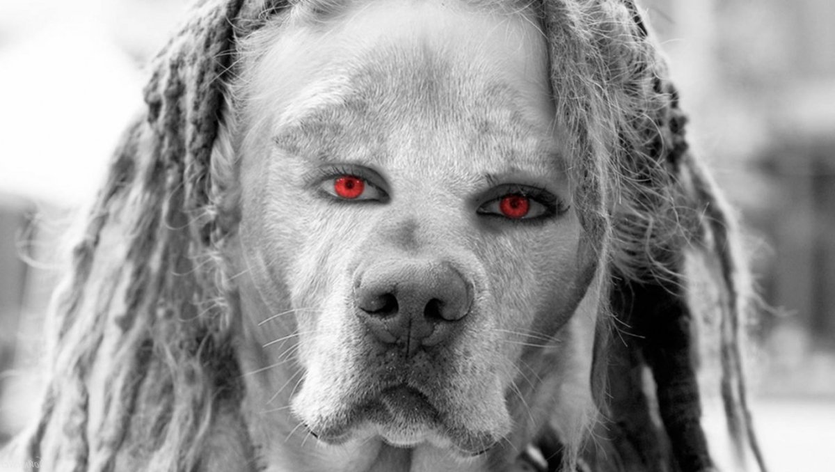 ФОТО: Собака с человеческим лицом 8
