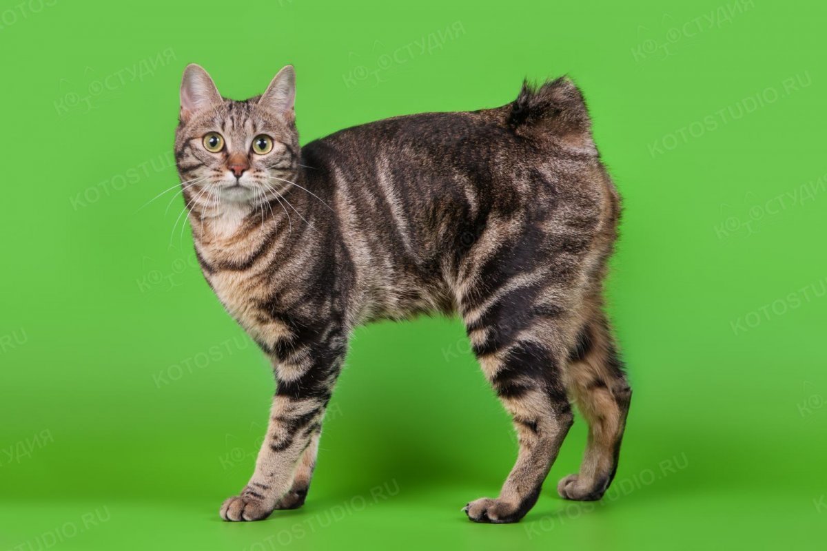 ФОТО: Порода кошек бобтейл 5