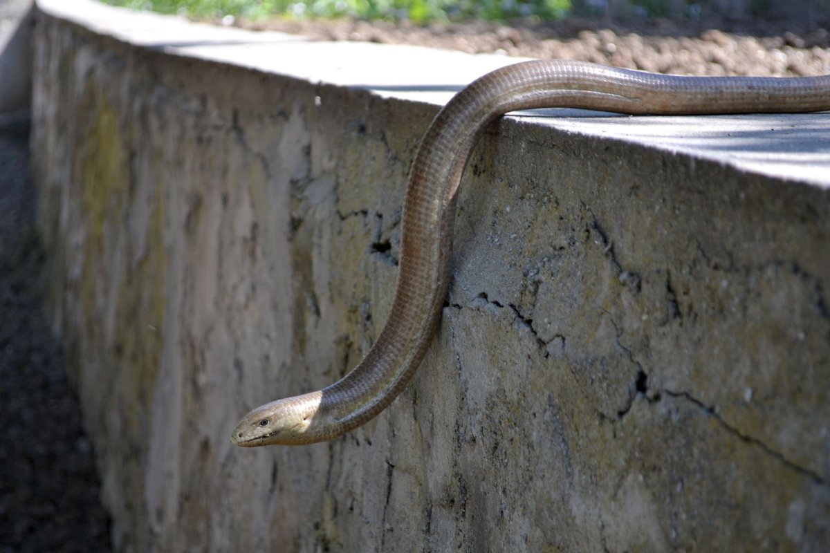 ФОТО: Желтопузик змея 10