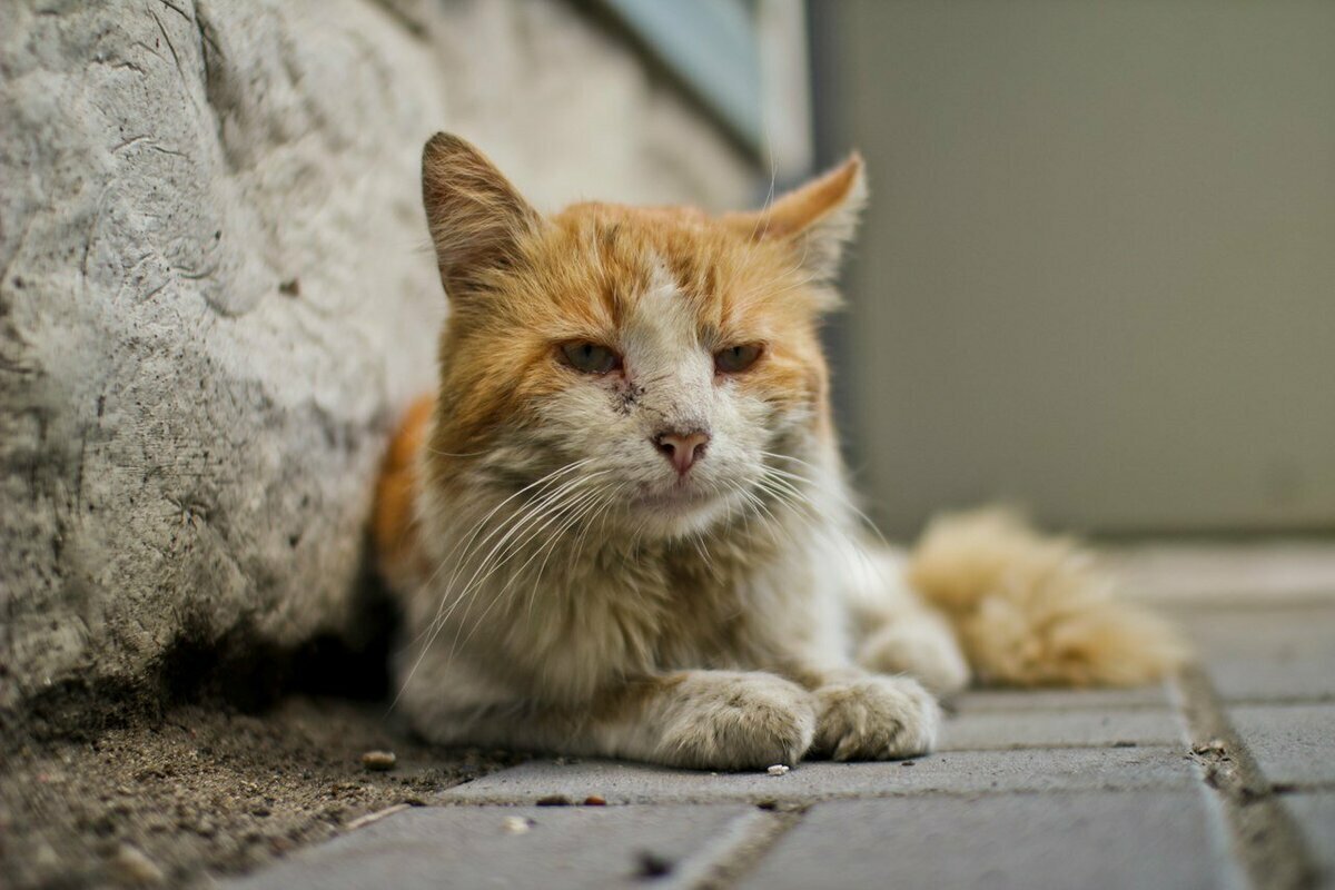ФОТО: Бездомные кошки 8