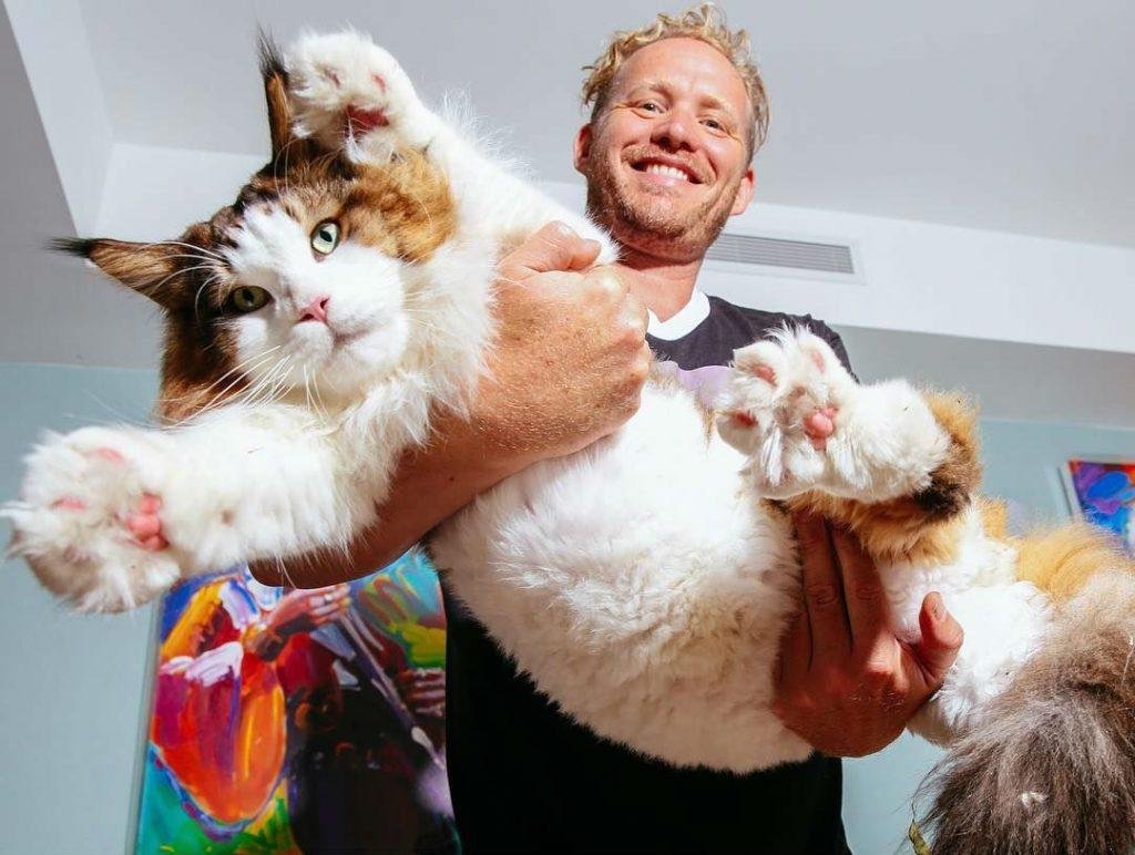 ФОТО: Самый большой кот в мире 7
