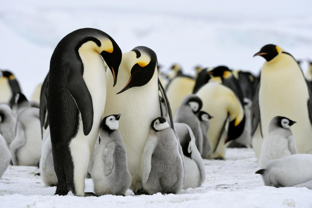 ФОТО: Три пингвина 6