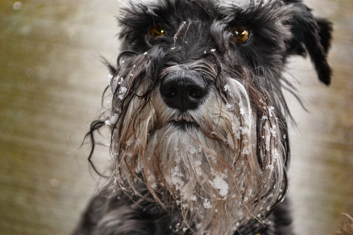 ФОТО: Собака с человеческим лицом 10